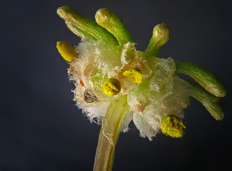 Marchantia polymopha